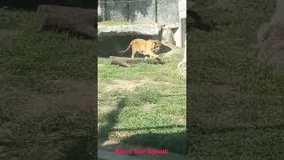 Tiger|shorts |nature |animals |wild animals |youtubeshortsvideos |nature with rejinath