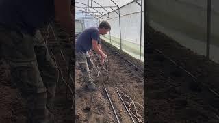 Лунки под рассаду #парадайз #марьянская #помидоры #теплица #рассада