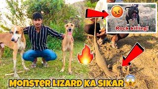 Pitbull Dog Ne MONSTER LIZARD  Ko Maar Diya || New Greyhound Female Ka New Name Final Ker Diya