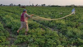 Quail Hunting With Net In Pakistan | Part 23 | Fateh Jang Tv