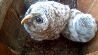 Owlets Perk Up During Prey Delivery – May 3, 2017