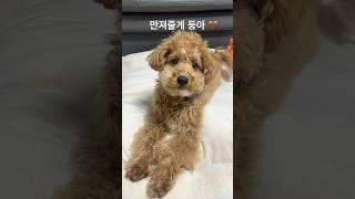 어떻게 만져주지 않고 배기겠니 #미니두들 #강아지 #골든두들 #puppy #pets #dog #cute #shorts