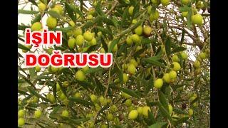 Zeytin Ağacından  Verim Nasıl Alınır? Zeytin Dip Sürgünlerini Mutlaka Temizleyin.