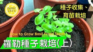 羅勒種子栽培 (上) | How To Grow Basil From Seeds | Gardening