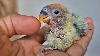 Peach-faced Lovebird Chick: Green Opaline