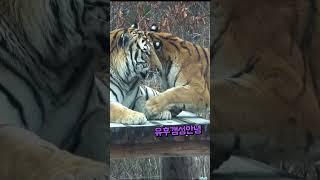 korea tiger 태범이한테 무궁이 애교  #무궁, #태범, #tiger, #shorts