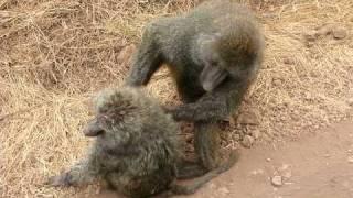 Baboon Grooming-Ngorongoro Crater