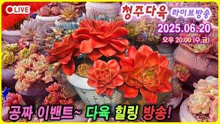 청다 라이브 카페 힐링 방송, 다육이 잘 키워보기!  6월 20일