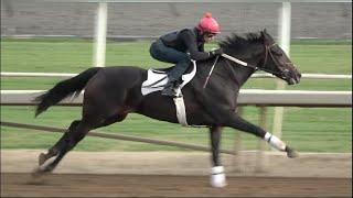 Training the Racehorse: 2 y.o. Aristeia