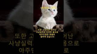 사랑받는 고양이 #고양이 #레드파인tv #chatgpt #shorts #봉숭아학당 #ksta #lcai #건강관리  #바디플러스명작