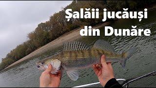 Salaii jucausi din Dunare