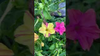 4 o’clocks. It’s hard to have a favorite bloom. #nature #homestead  #flowers