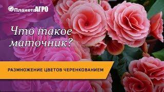  Что такое маточник? Размножение цветов черенкованием  Планета Агро