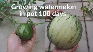 100 Days - Grow Watermelon in Pot | Seed to Harvest