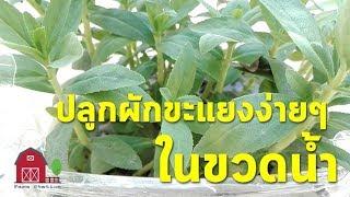 วิธีปลูกผักขะแยงง่ายๆ ในขวดน้ำ (Grow Finger Grass "Phak Kha Yang") | FarmStation