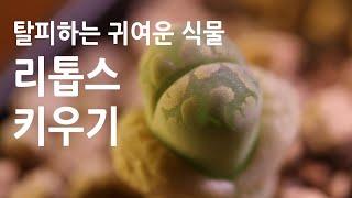 리톱스 키우기