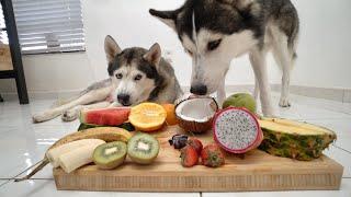 Huskies Trying Fruits! WILL THEY EAT IT?