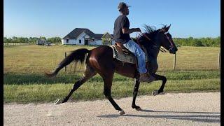 Top Notch - 2yr old Trotter Colt (Rosharon, Tx)