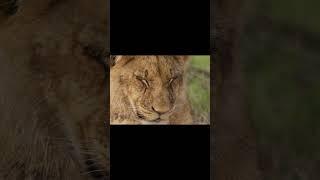 Adorable SLEEPY LIONS  | Cutest Lion Yawns and Snoozy Faces!