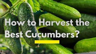 Everything you Need to Grow the Best Cucumbers in Kenya Successfully | Cucumbers Farming in Kenya