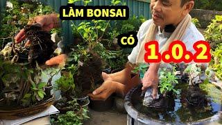 QUÁ KINH KHỦNG - MỘT CÁCH LÀM BÁ ĐẠO -Thắng Bonsai Lên Những Cây Làm Thả Nước  Ra Rễ Siêu Nhanh .