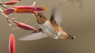 National Geographic Documentary - Hummingbirds Swarm Feeder - BBC Discovery Planet Animals