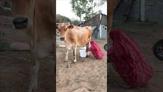 Cow  milk  or Maa  Village Life #shorts #cow #maa #family #village