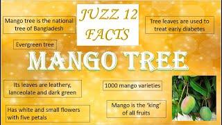 Mango tree facts - Juzz 12 facts