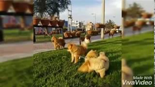 DOG CHOW CHOW - CRIADERO D'ROCA CHOW CENTER