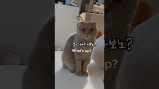 Cat Yoongi's Morning Routine #cute