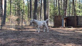 Alabai CAO Dogs in OR . Atila is 11 months old . Feels like it Summer ️