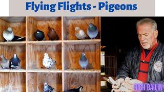 NY Flying Flights [Pigeons] -  Loft Tour Rich Bailin