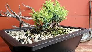 Collected Common Juniper, Juniperus communis (Nana) Pre-bonsaiwork #Bonsai #Yamadori