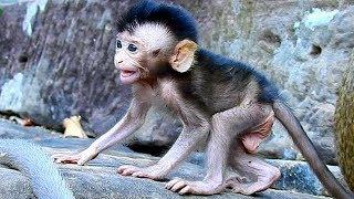 Baby monkey Delena talking scare kidnapper Kari