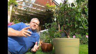 Making Bonsai from Nursery and Garden Stock Episode 1