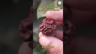 3 Mukhi Rudraksha #om #astro #shiv #rudraksha #rudra #astrology #rudraksh #viral #shorts