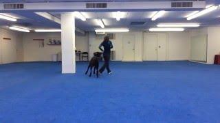 Improvin', Freestylin', & Trainin' with Jenn Michaelis & Terra - Canine Freestyle Practice