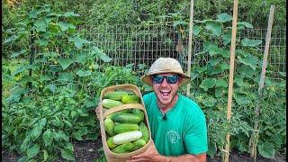 How to Grow TONS of Cucumbers With Just a Few Plants! |Maximize Your Harvest|