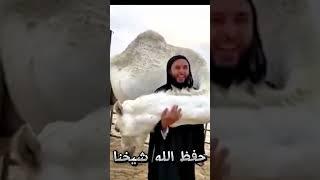 محبة الناقة  للشيخ سبحان الله #محبي_الشيخ_سعيد_الكملي#cheikhs #المغرب  #religion