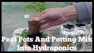 Starting Hydroponic Plants In Potting Mix