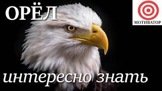 Орёл. Интересно знать #орел #птицы #факты #фактыоживотных