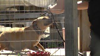 Officers rescue 14 dogs held in makeshift kennels in Gainesville