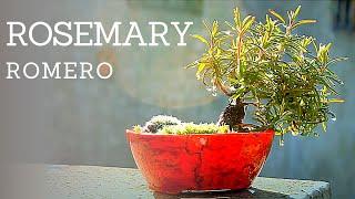 Bonsai Rosemary Mame