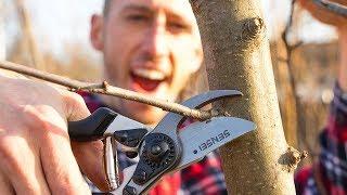 How to Prune an Apple Tree!