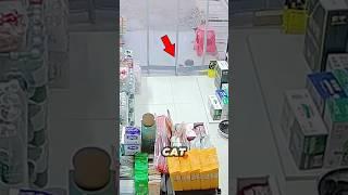 Kind store owner save stray cat from the cold ️