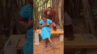 Funny chimpanzee video #shorts 