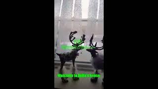 #vlog. 크리스마스 브이로그, 캐나다에서 즐기는 크리스마스 홈 파티, 파트락#christmascelebration#English #potluck  #canada