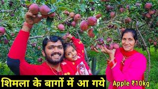 Hp-84  तोड़ो और खाओ !!  Apple garden in himachal pradesh || apple tree farming in india