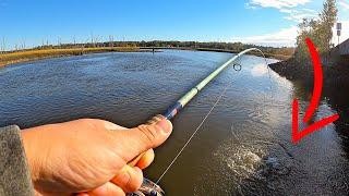 INSANE Day Fishing Backwater Creeks For Redfish And Trout