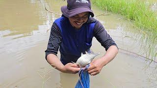 ฝนมาปูปลาหลาย ลงท่งหาอยากหากินตามวิถี หมานๆๆๆ